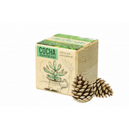 Набор для выращивания «Экокуб», сосна